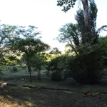 parque-Sapo Amarrillo-las-calles